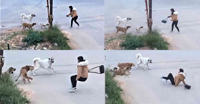Köpeklerin saldırdığı genç kızın korku dolu anları kamerada