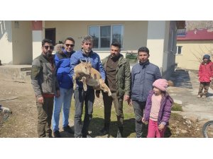 Köpeklerin saldırısından kaçan yavru yaban keçisi eve sığındı