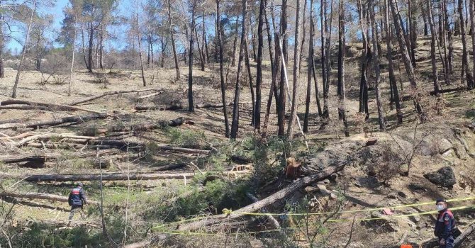 Arkadaşının kestiği ağaç üzerine düşen işçi hayatını kaybetti