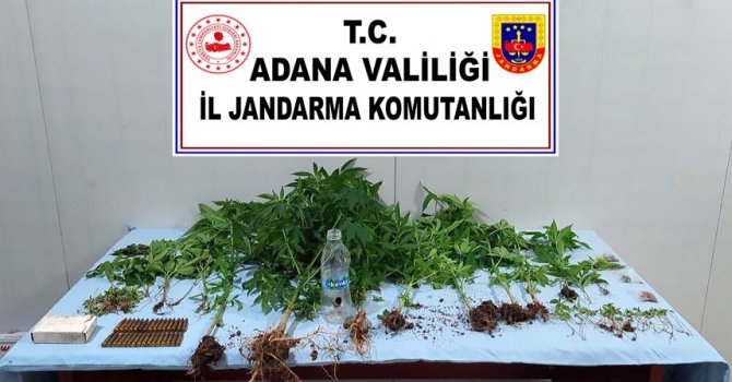 Evinde kenevir yetiştiren şüpheli gözaltına alındı
