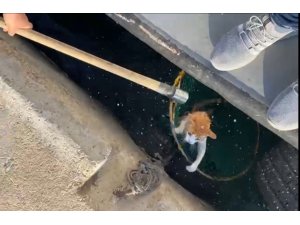 Denize düşen kediyi balıkçılar kurtardı