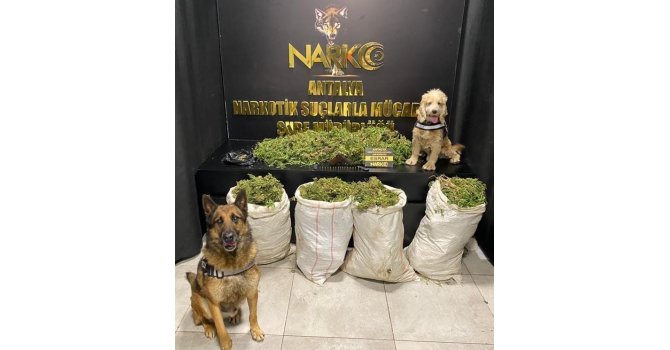 Antalya’da uyuşturucu operasyonunda 50 kilo esrar ele geçirildi