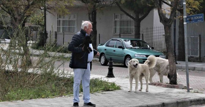 Mahra’nın ölümüne sebep olan köpekler mahallede korku salmaya devam ediyor