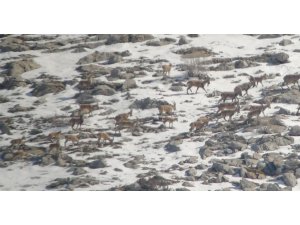 Yaban keçisi sürüsü ile kurtlar aynı karede