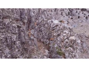 Toros Dağları’ndaki dağ keçisi sürüsü dron ile görüntülendi