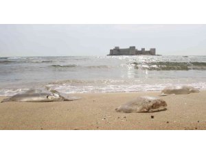 Akdeniz’de deniz anası kabusu sürüyor, Kızkalesi sahiline kadar geldi