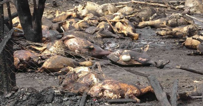 Yangında telef olan koyunlarının başında gözyaşı döktü