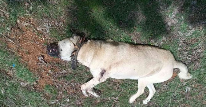 Çoban köpeğini tabancayla vurdular