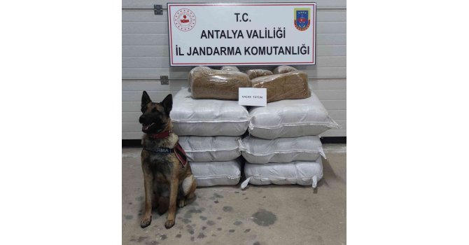 Yolcu otobüsünde 252 kilogram kaçak tütün ele geçirildi