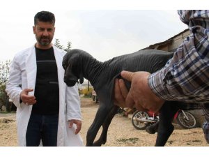 Hayatı boyunca tüysüz kalacak