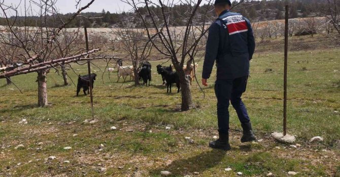Ahırdan kaybolan keçi ve koyunlar jandarma tarafından bulundu