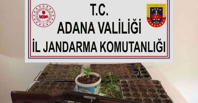 Adana’da kenevir eken 3 kişi yakalandı