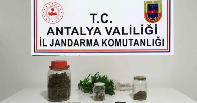 Yasadışı kenevir üretimine jandarma baskını: 1 gözaltı