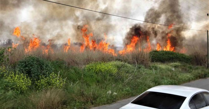 Sazlık alan yandı, vatandaş yanan kirpi için seferber oldu