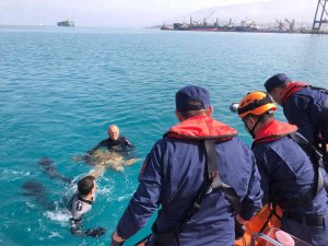 İskenderun Körfezi’nde bitkin bulunan Caretta Caretta koruma altına alındı