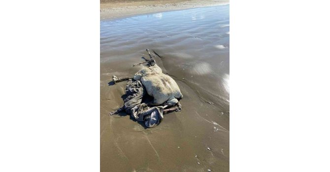 Erzin sahilinde çürümüş başsız ceset bulundu