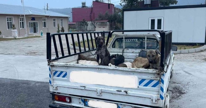 Jandarmadan kaçan araçtan 3 ölü oklu kirpi çıktı