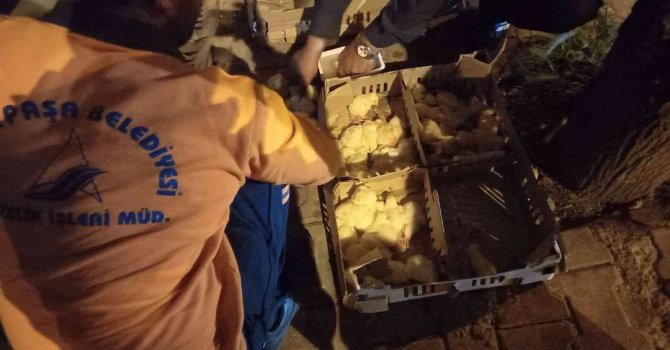 Bir kısmı ölmüş 200’ye yakın civciv çöpe atılmış halde bulundu