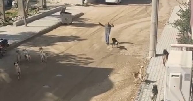 Sürü halinde gezen köpeklerin vatandaşa saldırı anı kamerada