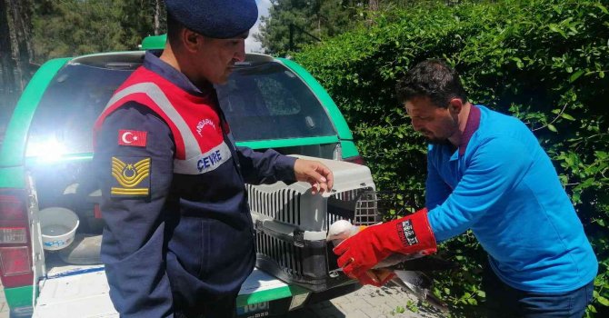 Jandarma, devriyede bulduğu kör ve uçamaz haldeki martıyı tedavi ettirdi