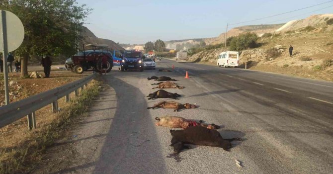 Tarım işçilerini taşıyan minibüs sürüye çarptı: 15 küçükbaş hayvan telef oldu