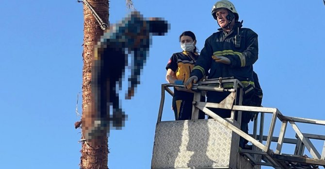 Budamak için çıktığı palmiye ağacında hayatını kaybetti