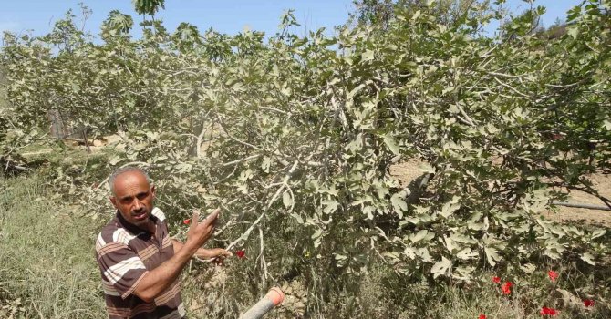 Tomruk kamyonlarının tozları üreticiyi vurdu