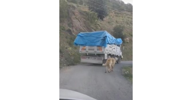 Köpeğini zincirle kamyonuna bağlayıp yolculuk yaptı