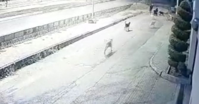 Aynı yerde 10’u geçkin köpeğin bebek arabalı aile ve vatandaşlara kabus yaşattığı anlar kamerada