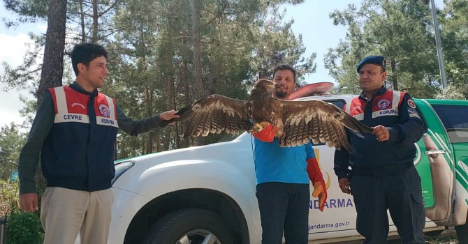 Jandarmadan uçamaz haldeki kartala yardım eli
