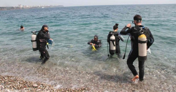 Dünyaca ünlü sahilde deniz kestaneleri koloni olarak görüntülendi