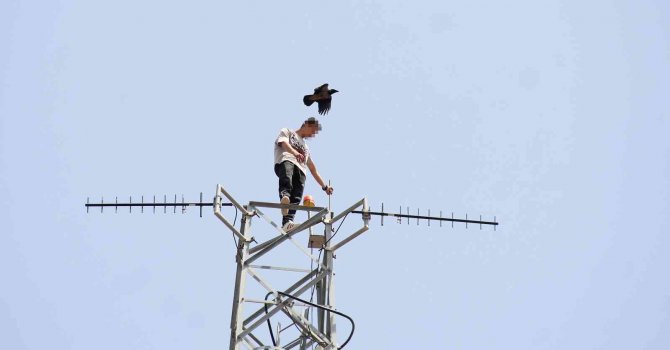 50 metre yüksekteki intihar teşebbüsü yavalarını korumak isteyen kargaları da harekete geçirdi