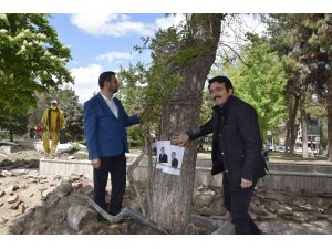 Burdur Belediyesinin kestiği yarım asırlık çam ağaçları için zincirli eylem