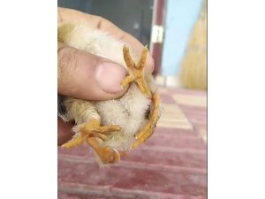 Yumurtadan 4 ayaklı civciv çıktı