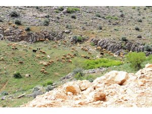 Kahramanmaraş’ta sürüler yaylalara çıkmaya başladı