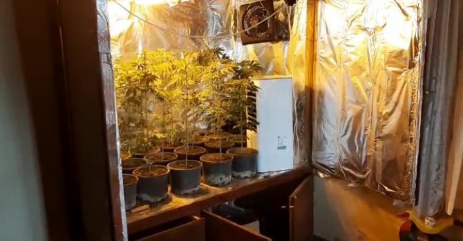 Gardırobunu kenevir bahçesine dönüştürmüş