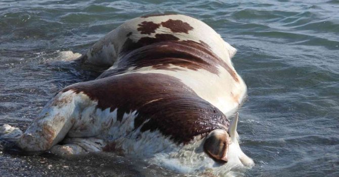 Hatay’da sahile vurmuş ölü inek şaşkına çevirdi