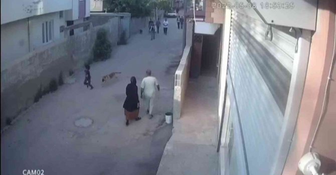 Sokak köpeğinin küçük çocuğa saldırdığı anlar kamerada
