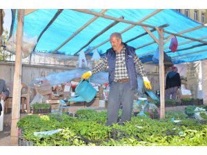 Fideler görücüye çıktı