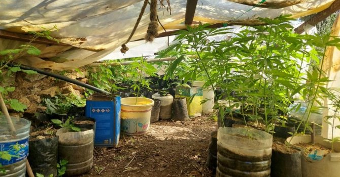 Evinde kenevir yetiştiren şüpheliye operasyon