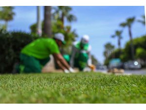 Adnan Menderes Bulvarındaki refüje rulo çim seriliyor
