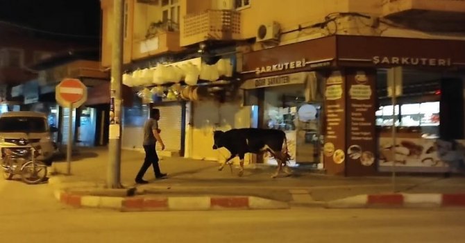 Hatay’da kaçan dana ortalığı birbirine kattı