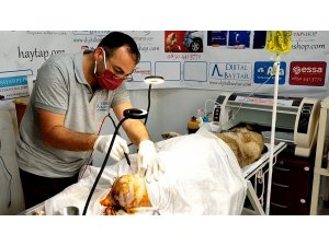 Sokak köpeğinin kalçasında oluşan tümör ameliyatla alındı