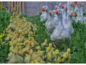 Kahramanmaraş’ta doğa baharla birlikte canlandı