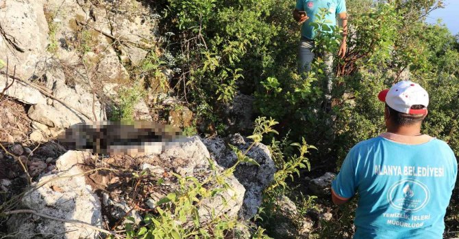 Antalya’da iki sokak köpeği ölü bulundu