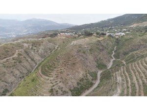 Hatay’da orman yangınlarında zarar gören alanlara 1 milyon 200 bin fidan dikildi