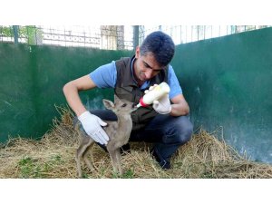 Yaralı bulunan yavru karaca biberonla besleniyor