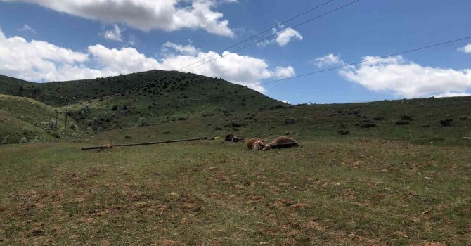 Elektrik direği devrildi, akıma kapılan 3 inek telef oldu