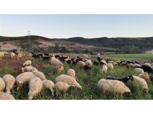 Kahramanmaraş’ta göçerlerin yayla mesaisi başladı