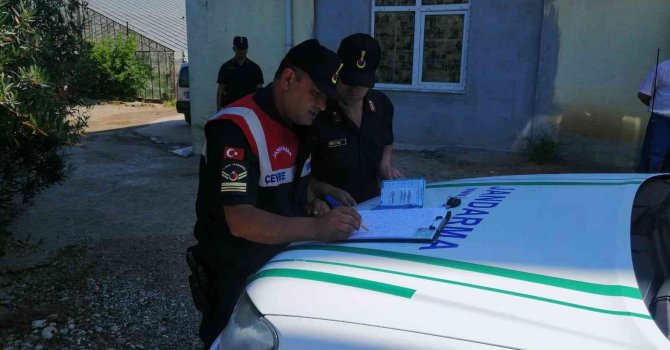 Pitbull cinsi köpeği sokakta ağızlık ve tasmasız gezdiren şahsa 14 bin TL ceza